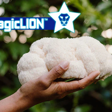 MagicLION™ – Natural Neurogenic & Nootropic