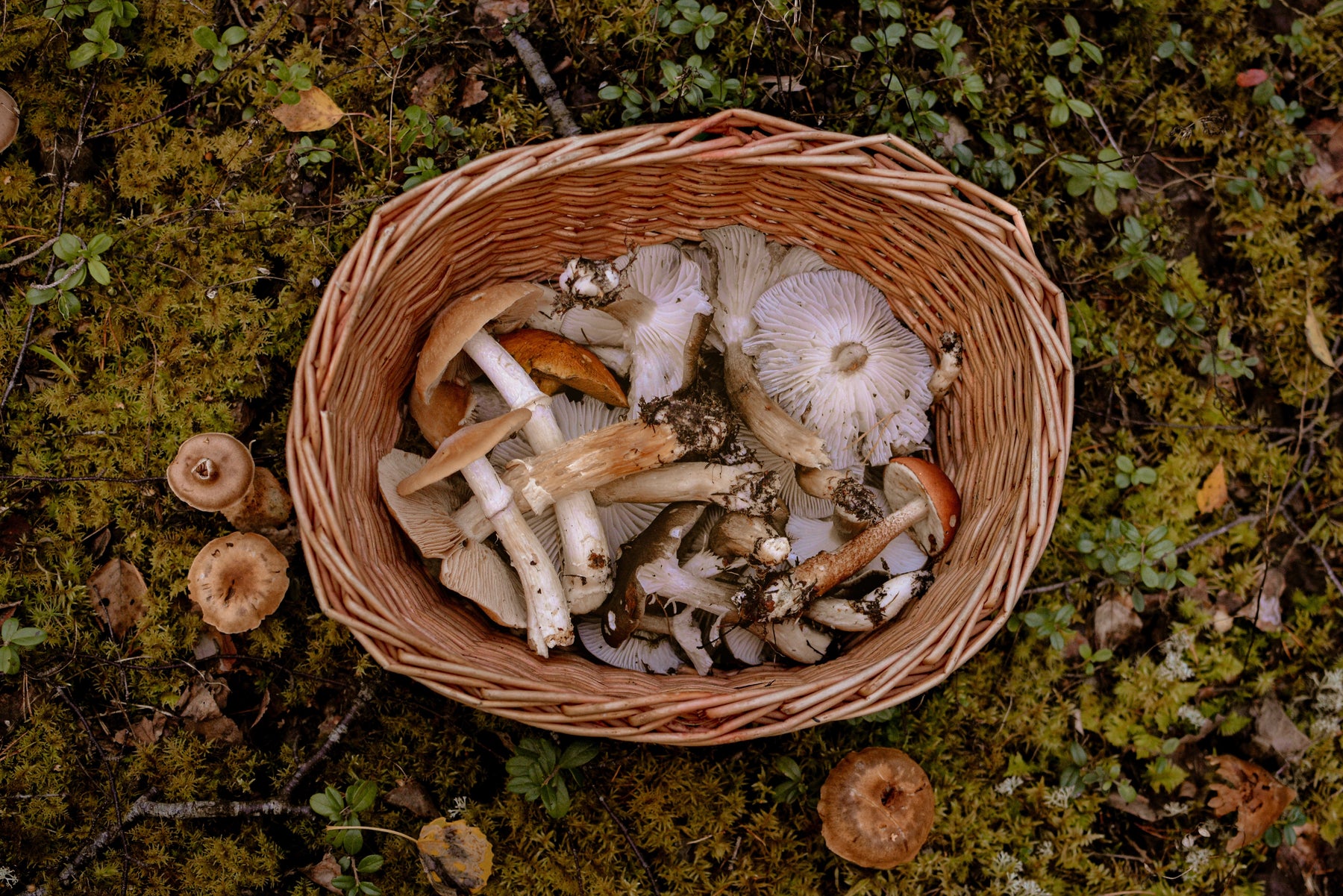You Never Knew This About Mushrooms