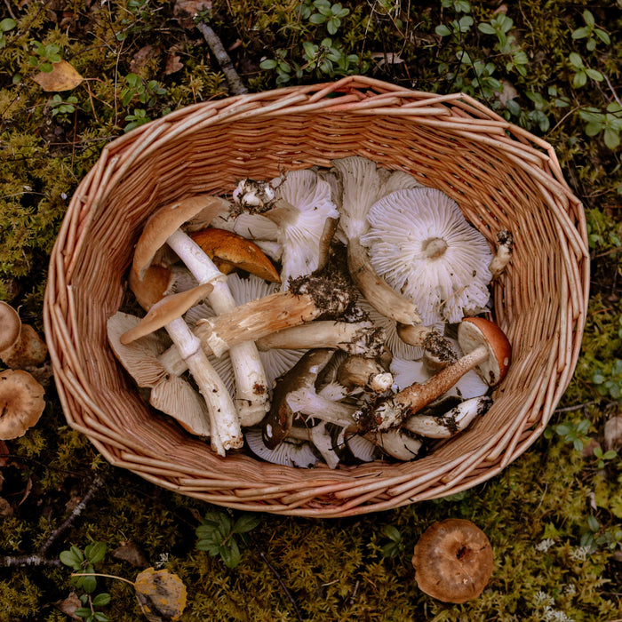 You Never Knew This About Mushrooms